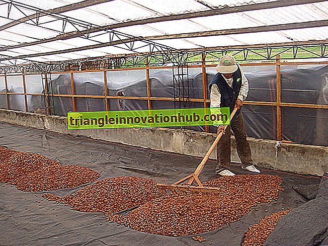 Verarbeitung von Kakao - Landwirtschaft