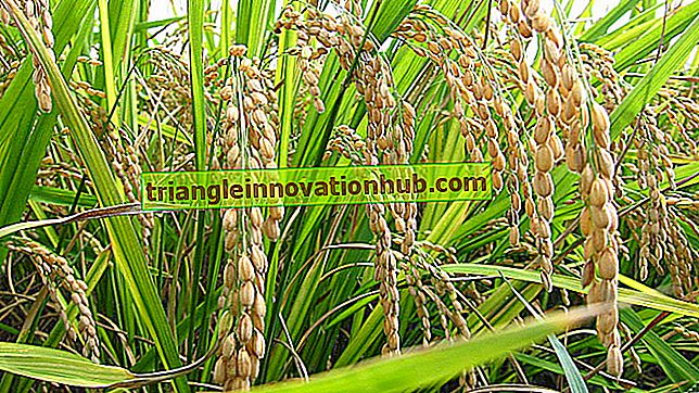 Semillas de variedades de alto rendimiento (HYV) - agricultura