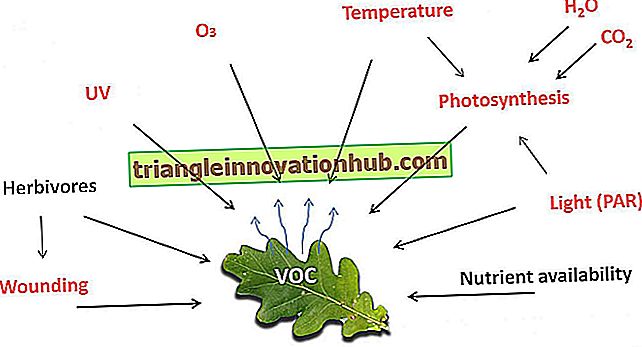 Minderungsverfahren von VOCs - Luftverschmutzung