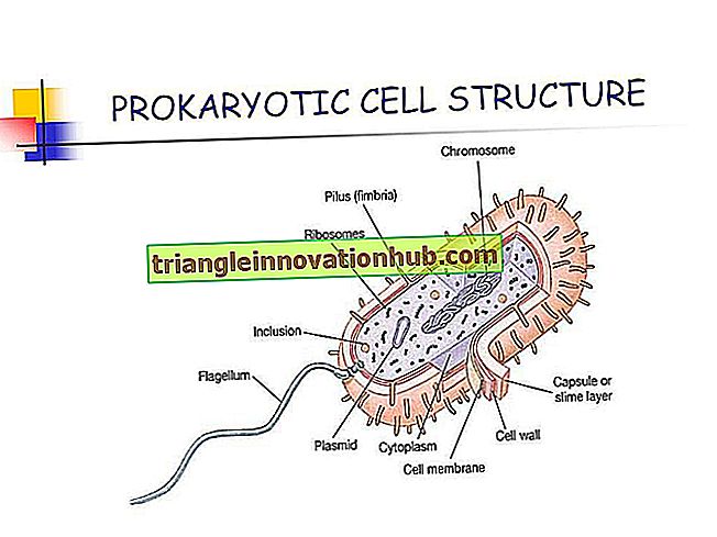 Notas sobre cromossomos em organismos procariotas (bactérias) - bactérias