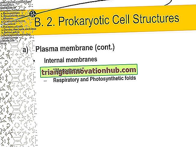 Batteri: struttura e posizione del mesosoma nella cellula batterica - batteri