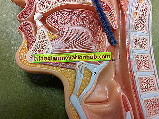 Las amígdalas palatinas: Notas útiles sobre las amígdalas palatinas - biología