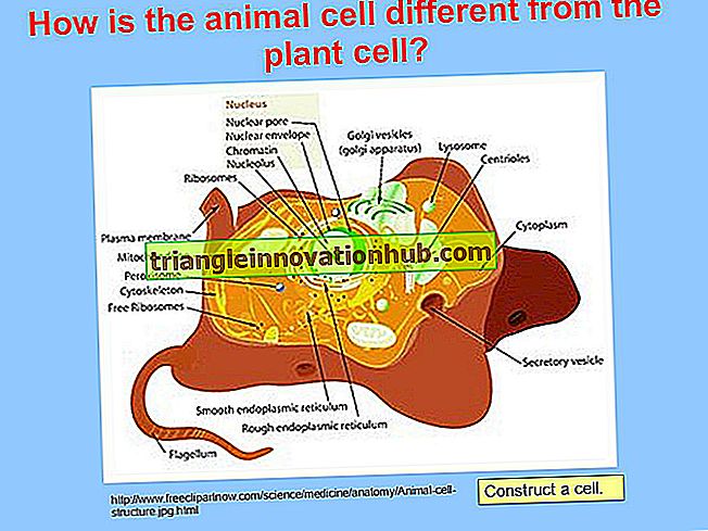 Den levande cellen: det är typer, struktur och storlek - biologi