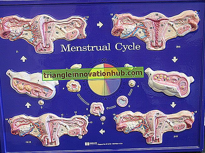 Weibliches Fortpflanzungssystem: Ovarialzyklus, Gametogenese, Menstruationszyklus - Biologie