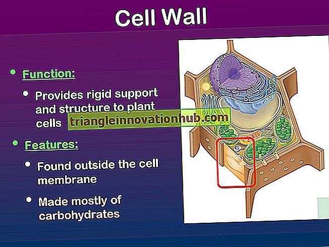 ¿Cómo se forma la pared celular?  - ¡Contestado! - biología