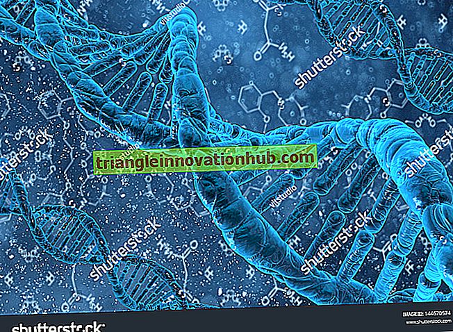 Struttura del cromosoma: dimensione e condivisione (474 ​​parole) - biologia