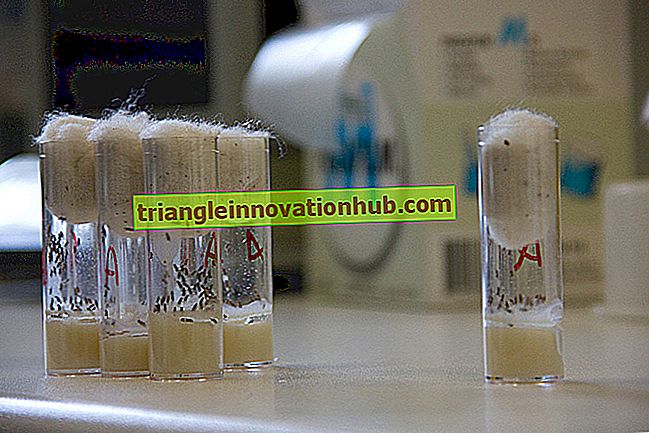 Uso de Drosophila en el Experimento de Morgan para Genética - biología