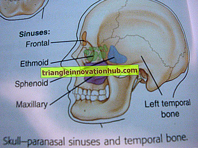 Os maxillaire: Notes utiles sur l'os maxillaire du crâne humain