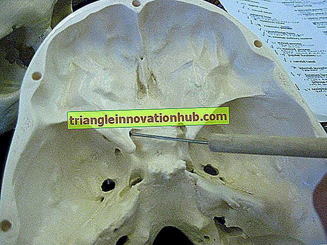 Sphenoid-Knochen: Nützliche Hinweise zum Sphenoid-Knochen des menschlichen Schädels - Biologie