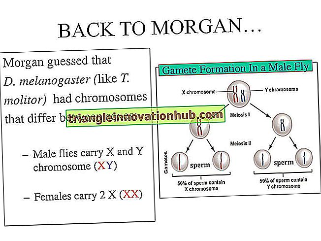 मॉर्गन और पुलों विधि द्वारा क्रोमोसोम पर जीन का पता लगाना