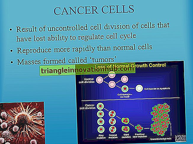 Celle Cycle: Perioder og kontroll av cellelivssyklus - biologi