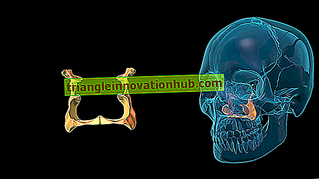 الجمجمة البشرية: ملاحظات مفيدة على عظام البالات من الجمجمة البشرية - مادة الاحياء