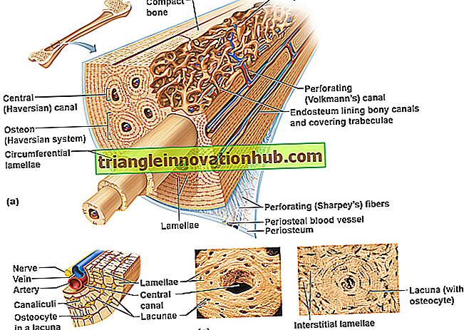 Notes utiles sur l'anatomie microscopique des os - la biologie