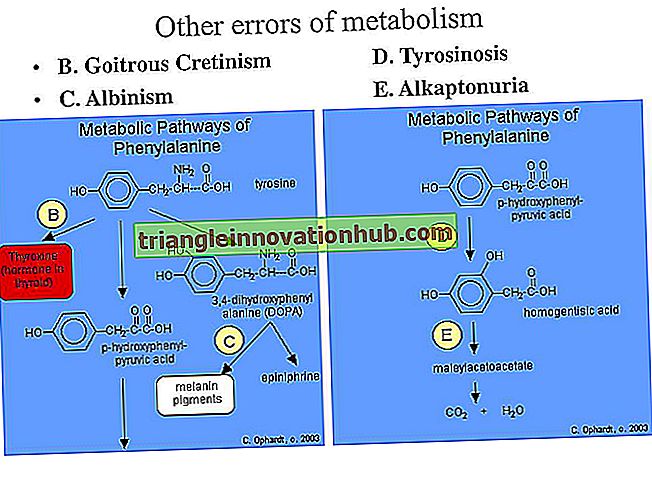 Nitrogen metabolisme i planter: Måter, bruk og andre detaljer - biologi