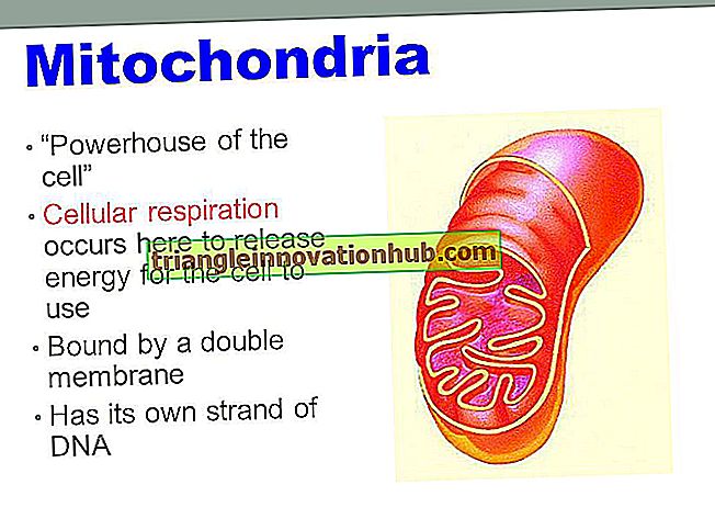 Naudingos pastabos apie ląstelių kvėpavimą Mitochondrijose - biologija