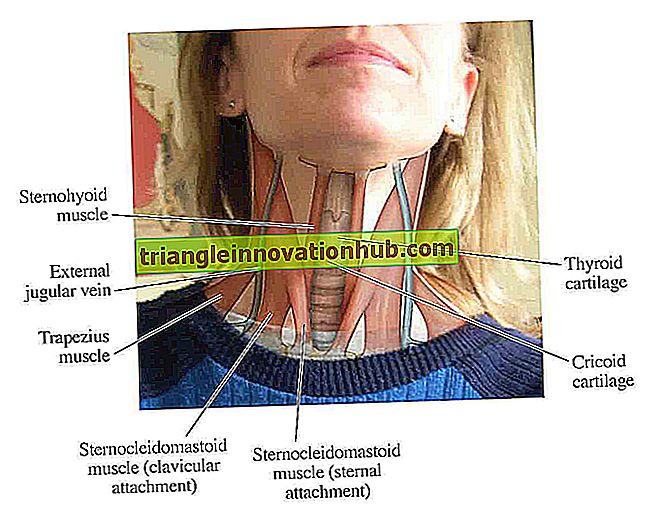 मानव गर्दन: मानव गर्दन के पीछे त्रिकोण पर उपयोगी नोट - जीवविज्ञान