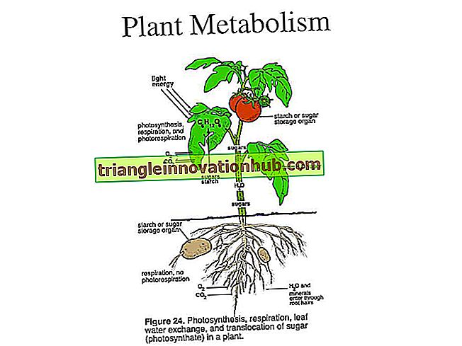 Proceso del metabolismo secundario en las plantas. - biología