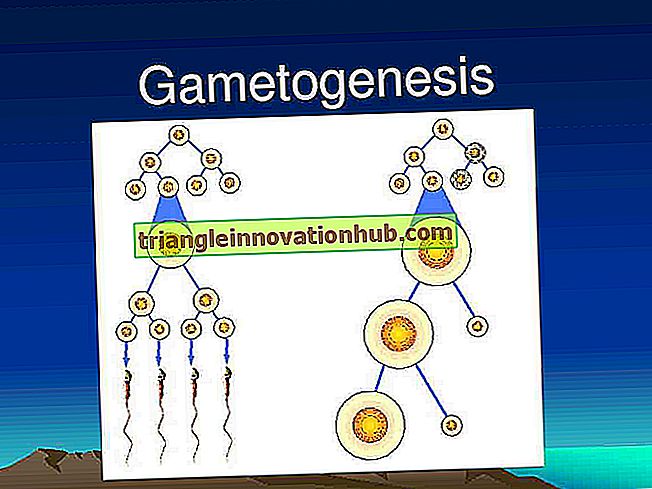 Gametogenese-Prozess beim Menschen: Spermatogenese und Oogenese - Biologie