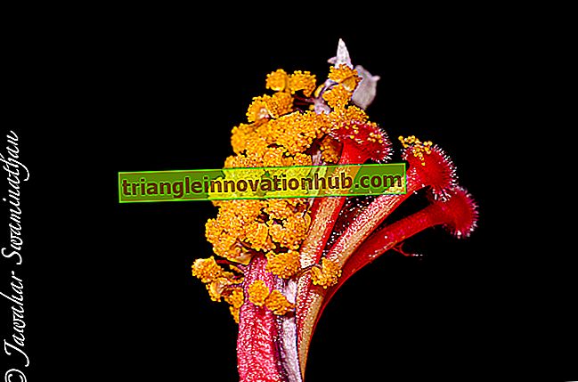 Pistilo: órgão reprodutor feminino de plantas com flores - biologia