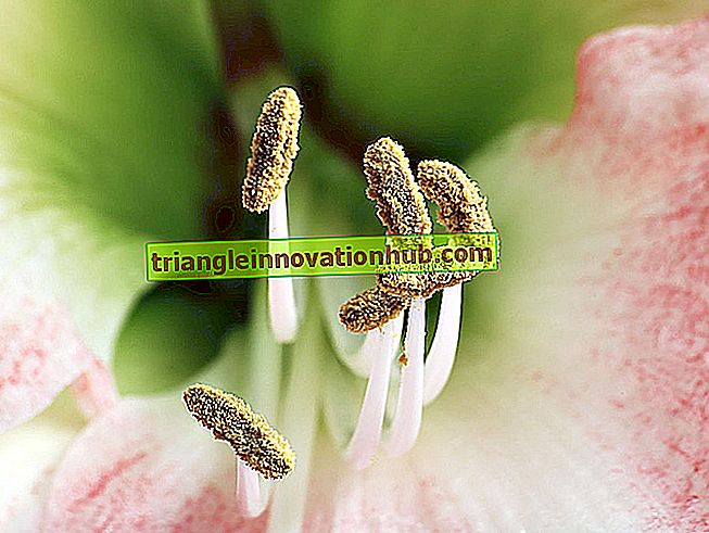 Stame: organo riproduttivo maschile in piante da fiore