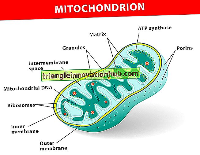 Kaip kilo mitochondrija?  (455 žodžiai) - biologija