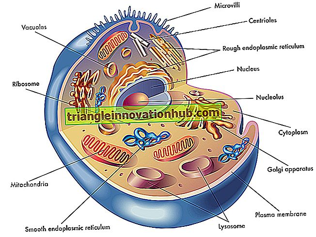 3 viktigaste lager av cellvägg (735 ord) - biologi