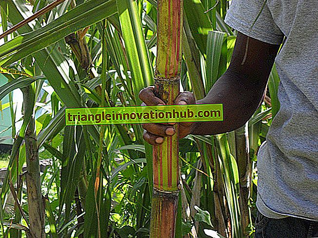 Caña de azúcar: Fuentes, cultivo y usos