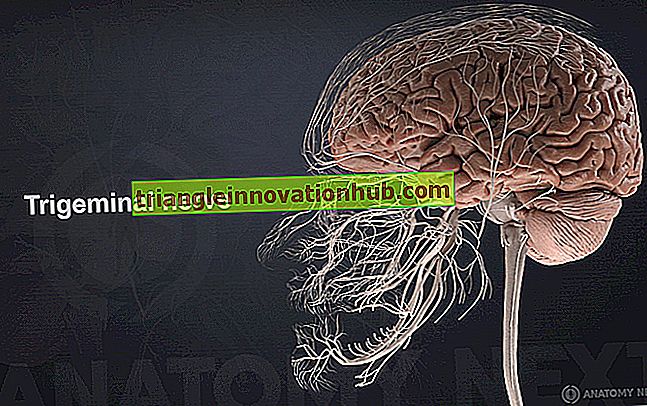 Nervio trigémino: el nervio craneal más grande (1166 palabras) - biología