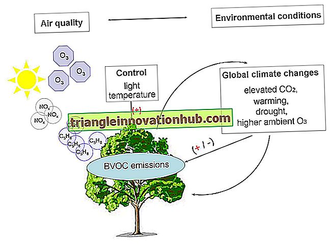 Faktoren, die die Photosynthese beeinflussen und gleichzeitig beeinflussen - Biologie