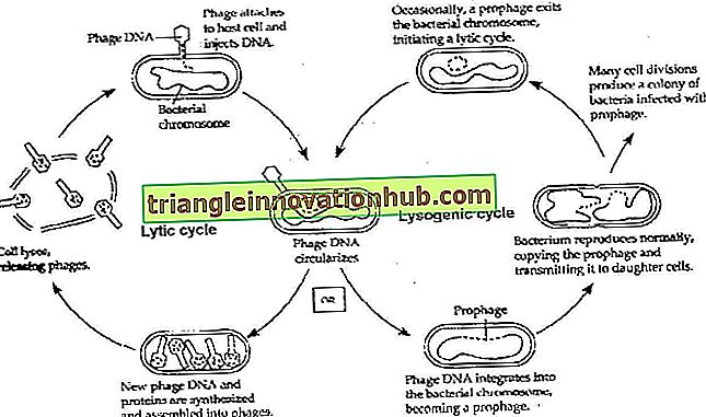 2 cycles de multiplication des bactériophages: cycle lytique et cycle lysogénique - la biologie