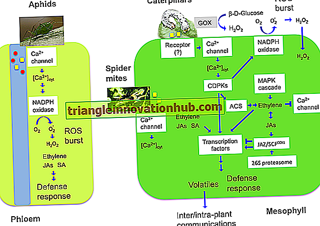 Vía y mecanismo de la translocación del floema en plantas - biología