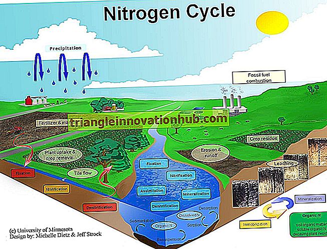 Prozess des Stickstoffzyklus (mit Diagramm) - Biologie