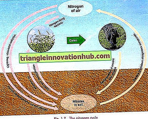 دورة النيتروجين