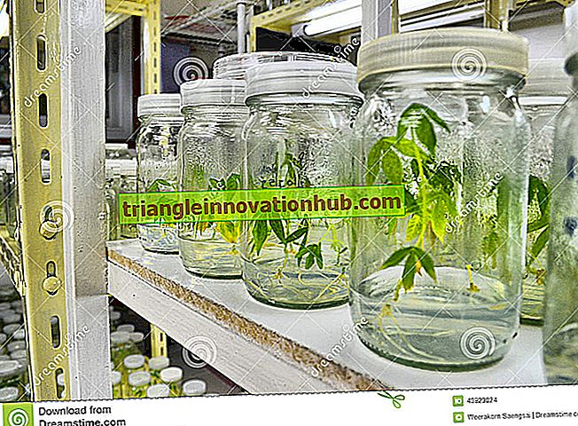 Conditions requises pour la culture de tissus végétaux - la biologie