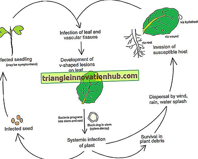 3 phases de pénétration de la pathogenèse chez les plantes