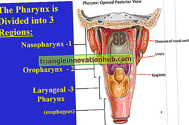 Farynx: Användbara anmärkningar om farhågor - biologi