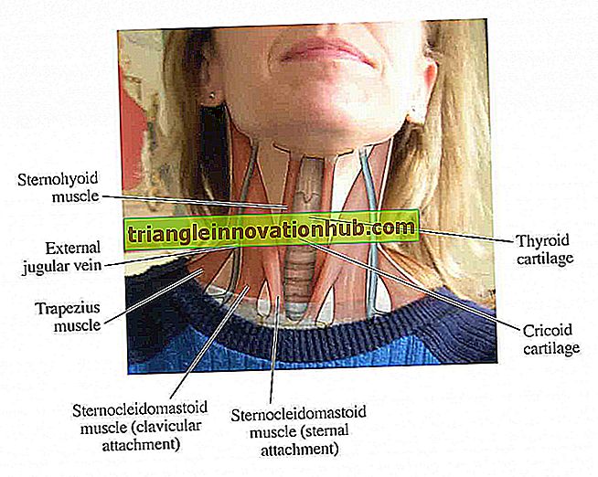Note utili sui muscoli posteriori del collo umano