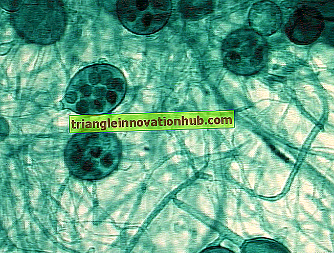 Cell Division: Användbara anteckningar om celluppdelning i djur (2071 ord) - biologi