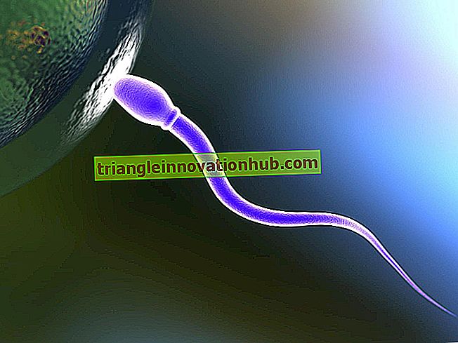 Reproduction sexuelle: définition, caractéristiques, origine du sexe - la biologie