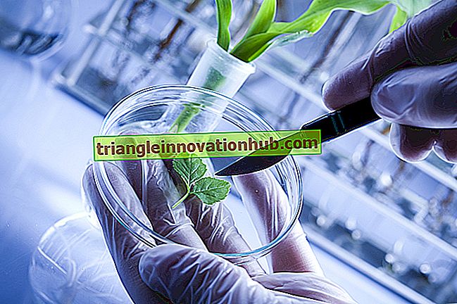 التكنولوجيا الحيوية النباتية: المعنى ، مبدأ وتطبيق التكنولوجيا الحيوية النباتية - التكنولوجيا الحيوية