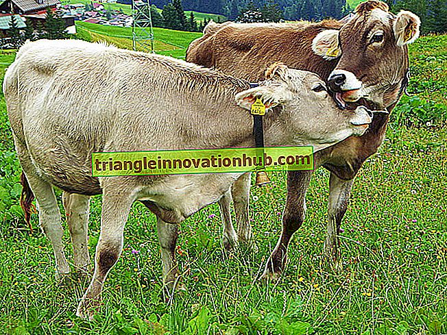 تربية الحيوانات: الأبقار والأغنام - التكنولوجيا الحيوية
