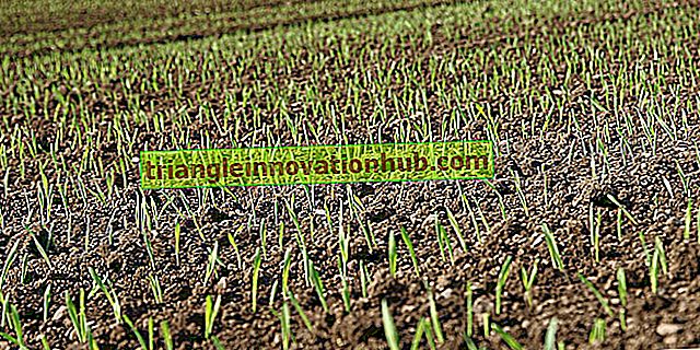 Trồng lúa mạch: Những lưu ý hữu ích về canh tác lúa mạch - canh tác