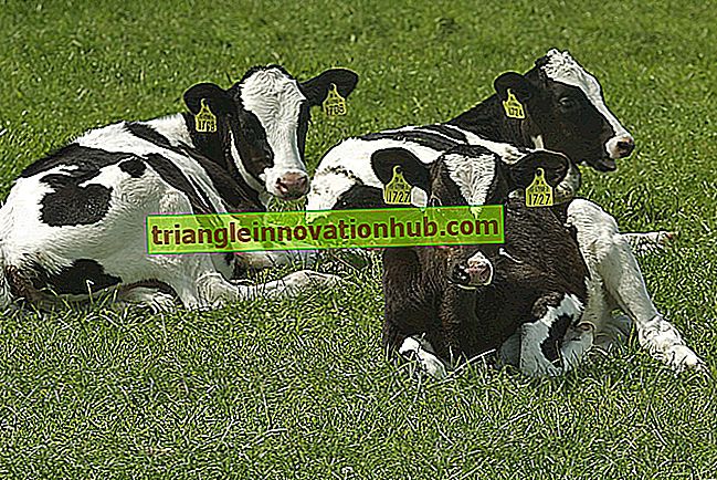 Regimes de alimentação para animais leiteiros (um pequeno guia) - gestão de gado leiteiro