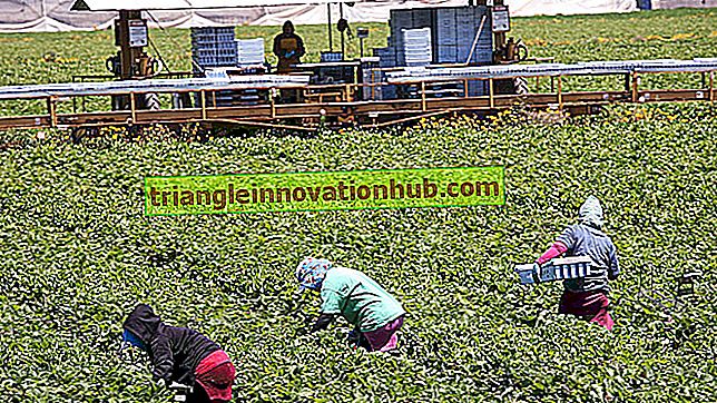 الألبان تحت الزراعة المختلطة: مزايا ونوع من الزراعة - إدارة مزارع الألبان