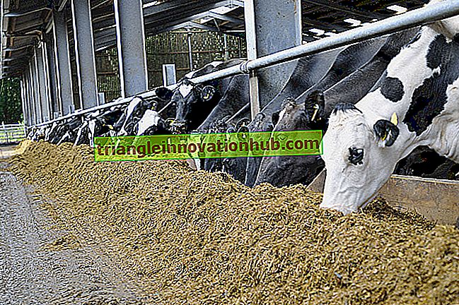 Um pequeno guia para cuidar de vacas secas - gestão de gado leiteiro