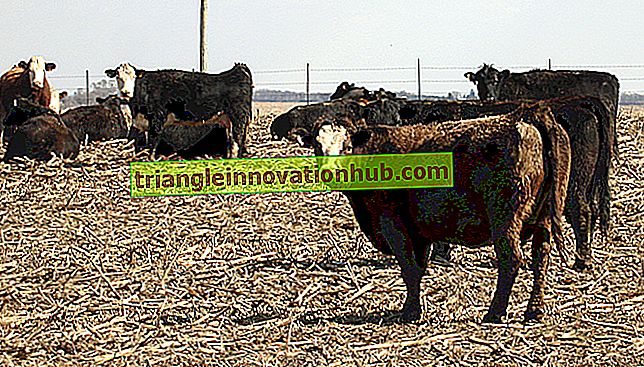 Manipulowanie stopami bydła - zarządzanie gospodarstwem mlecznym