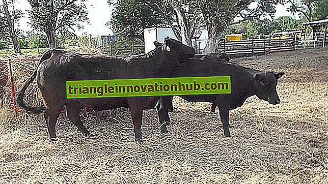 اكتشاف الحرارة في الأبقار والجاموس - إدارة مزارع الألبان