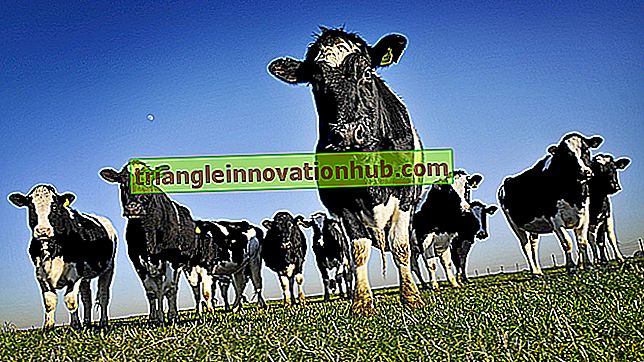 Proces van transport van melkdieren - beheer van melkveebedrijven
