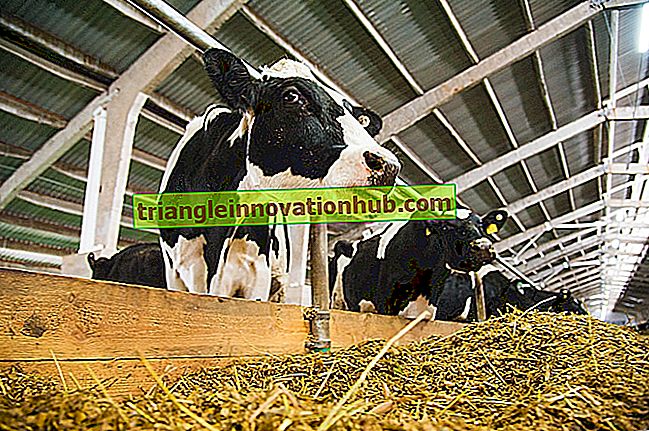 Naujos pieno gyvūnų šėrimo tendencijos - pieno ūkio valdymas