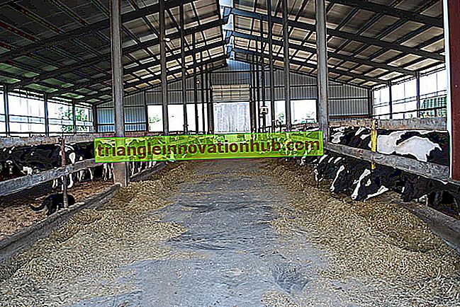Pieno produktams rekomenduojama bendrų vadybos praktikos paketas - pieno ūkio valdymas